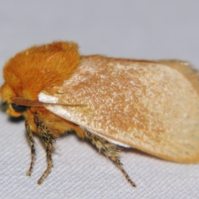 Comana albibasis (Lion's Mane Moth) at Sheldon, QLD - 15 Dec 2007 by PJH123