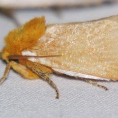 Comana albibasis (Lion's Mane Moth) at Sheldon, QLD - 15 Dec 2007 by PJH123