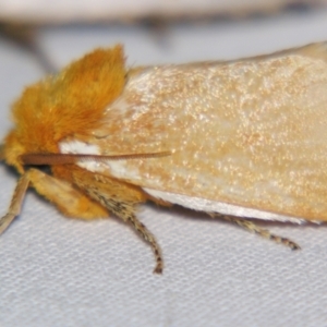 Comana albibasis at Sheldon, QLD - suppressed