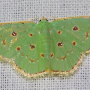 Comostola laesaria at Sheldon, QLD - suppressed