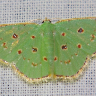 Comostola laesaria (A Geometrid moth (Geometrinae) at Sheldon, QLD - 15 Dec 2007 by PJH123