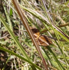 Chrysolarentia conifasciata (Broad-banded Carpet) at Paddys River, ACT - 17 Dec 2023 by Montane