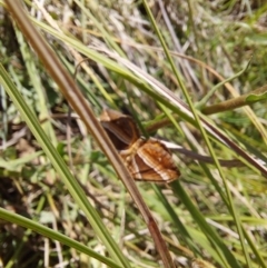 Chrysolarentia conifasciata at Namadgi National Park - 17 Dec 2023