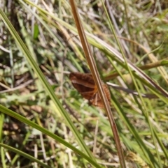 Chrysolarentia conifasciata at Namadgi National Park - 17 Dec 2023
