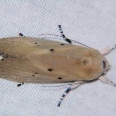 Cryptophasa balteata (Gum Tree Borer Moth) at Sheldon, QLD by PJH123