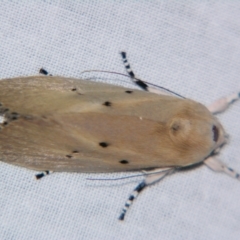 Unidentified Curved-horn moth (all Gelechioidea except Oecophoridae) at Sheldon, QLD - 15 Dec 2007 by PJH123