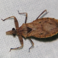 Unidentified Assassin bug (Reduviidae) at Sheldon, QLD - 15 Dec 2007 by PJH123