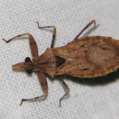 Dulitocoris usingeri (An assassin bug) at Sheldon, QLD by PJH123