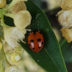 Hippodamia variegata (Spotted Amber Ladybird) at Gungahlin, ACT - 12 Dec 2023 by HappyWanderer