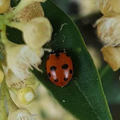 Hippodamia variegata (Spotted Amber Ladybird) at Gungahlin, ACT - 12 Dec 2023 by HappyWanderer