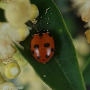 Hippodamia variegata at Gungahlin, ACT - suppressed