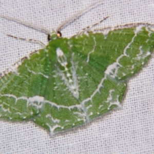 Eucyclodes insperata at Sheldon, QLD - 16 Dec 2007