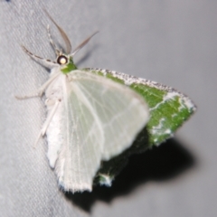 Eucyclodes insperata at Sheldon, QLD - suppressed