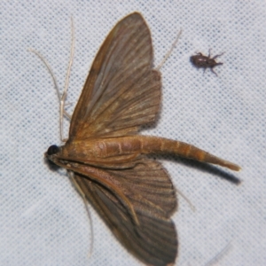 Hymenoptychis sordida at Sheldon, QLD - suppressed