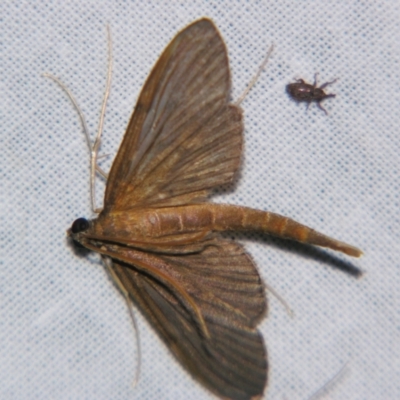 Hymenoptychis sordida (Pneumatophore Moth) at Sheldon, QLD - 16 Dec 2007 by PJH123