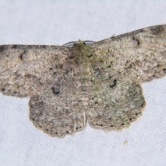 Hypodoxa erebusata (A Geometer moth (Geometrinae)) at Sheldon, QLD - 16 Dec 2007 by PJH123