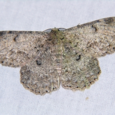 Hypodoxa erebusata (A Geometer moth (Geometrinae)) at Sheldon, QLD - 15 Dec 2007 by PJH123