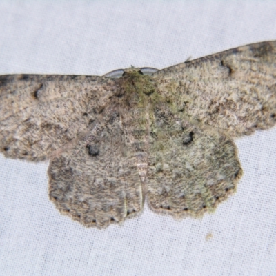 Hypodoxa erebusata (A Geometer moth (Geometrinae)) at Sheldon, QLD - 16 Dec 2007 by PJH123