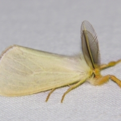 Laelia obsoleta (Tinged Tussock Moth) at Sheldon, QLD - 15 Dec 2007 by PJH123
