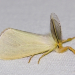 Laelia obsoleta (Tinged Tussock Moth) at Sheldon, QLD - 16 Dec 2007 by PJH123