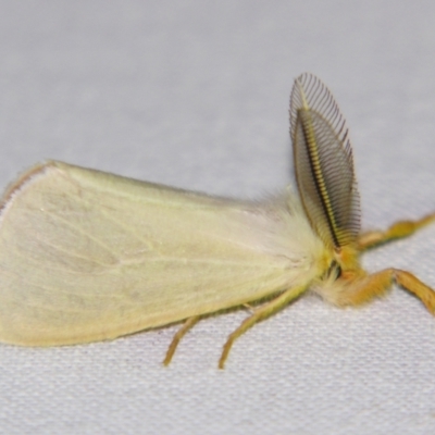 Laelia obsoleta (Tinged Tussock Moth) at Sheldon, QLD - 15 Dec 2007 by PJH123