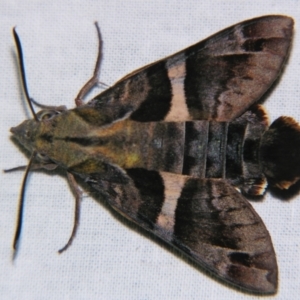 Macroglossum errans at Sheldon, QLD - suppressed