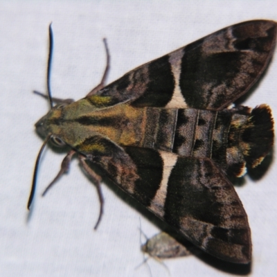 Macroglossum errans (Australian Hummingbird Hawkmoth) at Sheldon, QLD - 15 Dec 2007 by PJH123