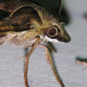 Macroglossum errans at Sheldon, QLD - suppressed