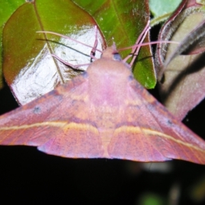 Oenochroma vinaria at Sheldon, QLD - suppressed