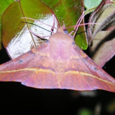 Oenochroma vinaria (Pink-bellied Moth, Hakea Wine Moth) at Sheldon, QLD - 15 Dec 2007 by PJH123