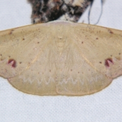 Onycodes rubra (A Geometer moth (Oenochrominae)) at Sheldon, QLD - 16 Dec 2007 by PJH123