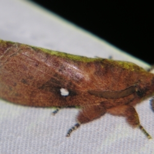 Opsirhina lechriodes at Sheldon, QLD - suppressed