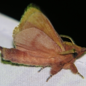 Opsirhina lechriodes at Sheldon, QLD - suppressed