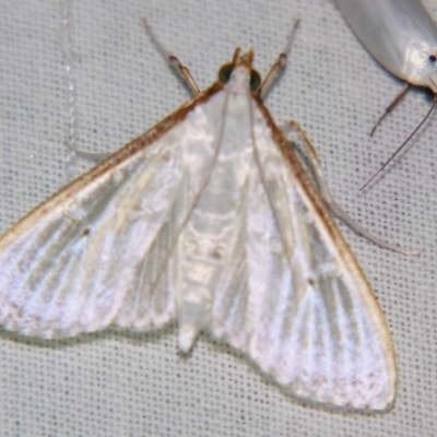 Palpita austrounionalis (Australian Jasmine Moth) at Sheldon, QLD - 15 Dec 2007 by PJH123