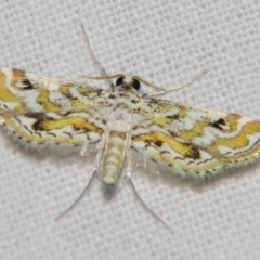 Parapoynx diminutalis (A Crambid moth) at Sheldon, QLD - 16 Dec 2007 by PJH123