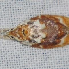 Piloprepes gelidella (A Concealer moth) at Sheldon, QLD - 15 Dec 2007 by PJH123