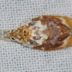 Piloprepes gelidella (A Concealer moth (Wingia group)) at Sheldon, QLD - 15 Dec 2007 by PJH123