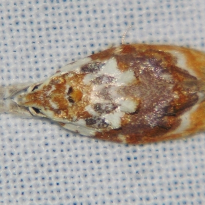 Piloprepes gelidella (A Concealer moth (Wingia group)) at Sheldon, QLD - 15 Dec 2007 by PJH123