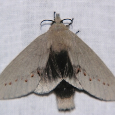 Pinara metaphaea (Pinara Moth) at Sheldon, QLD - 21 Dec 2007 by PJH123