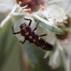 Cleobora mellyi (Southern Ladybird) at Murrumbateman, NSW - 18 Dec 2023 by SimoneC