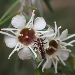 Cleobora mellyi at Murrumbateman, NSW - 18 Dec 2023