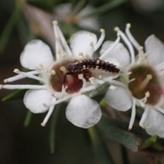 Cleobora mellyi at Murrumbateman, NSW - 18 Dec 2023