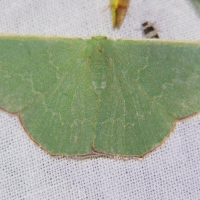 Prasinocyma semicrocea (Common Gum Emerald moth) at Sheldon, QLD - 15 Dec 2007 by PJH123