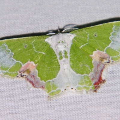 Protuliocnemis partita (A Geometer moth (Geometrinae)) at Sheldon, QLD - 15 Dec 2007 by PJH123