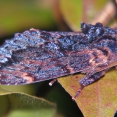 Sorama bicolor (Two-coloured Notodontid) at Sheldon, QLD - 15 Dec 2007 by PJH123