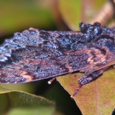 Sorama bicolor (Two-coloured Notodontid) at Sheldon, QLD - 15 Dec 2007 by PJH123