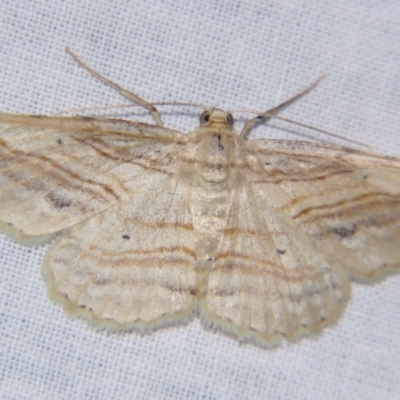 Syneora lithina (Stoney Barkmoth) at Sheldon, QLD - 15 Dec 2007 by PJH123