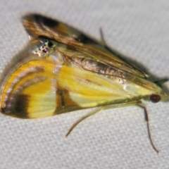 Talanga tolumnialis (Figleaf Moth) at Sheldon, QLD - 15 Dec 2007 by PJH123