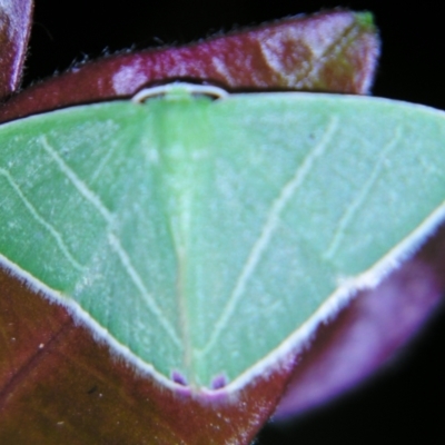 Urolitha bipunctifera (An Emerald moth) at Sheldon, QLD - 15 Dec 2007 by PJH123