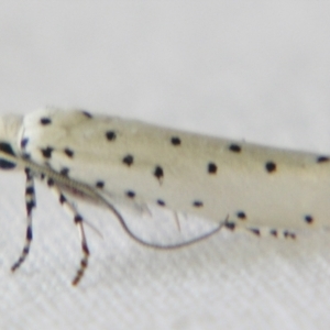 Yponomeuta paurodes at Sheldon, QLD - suppressed